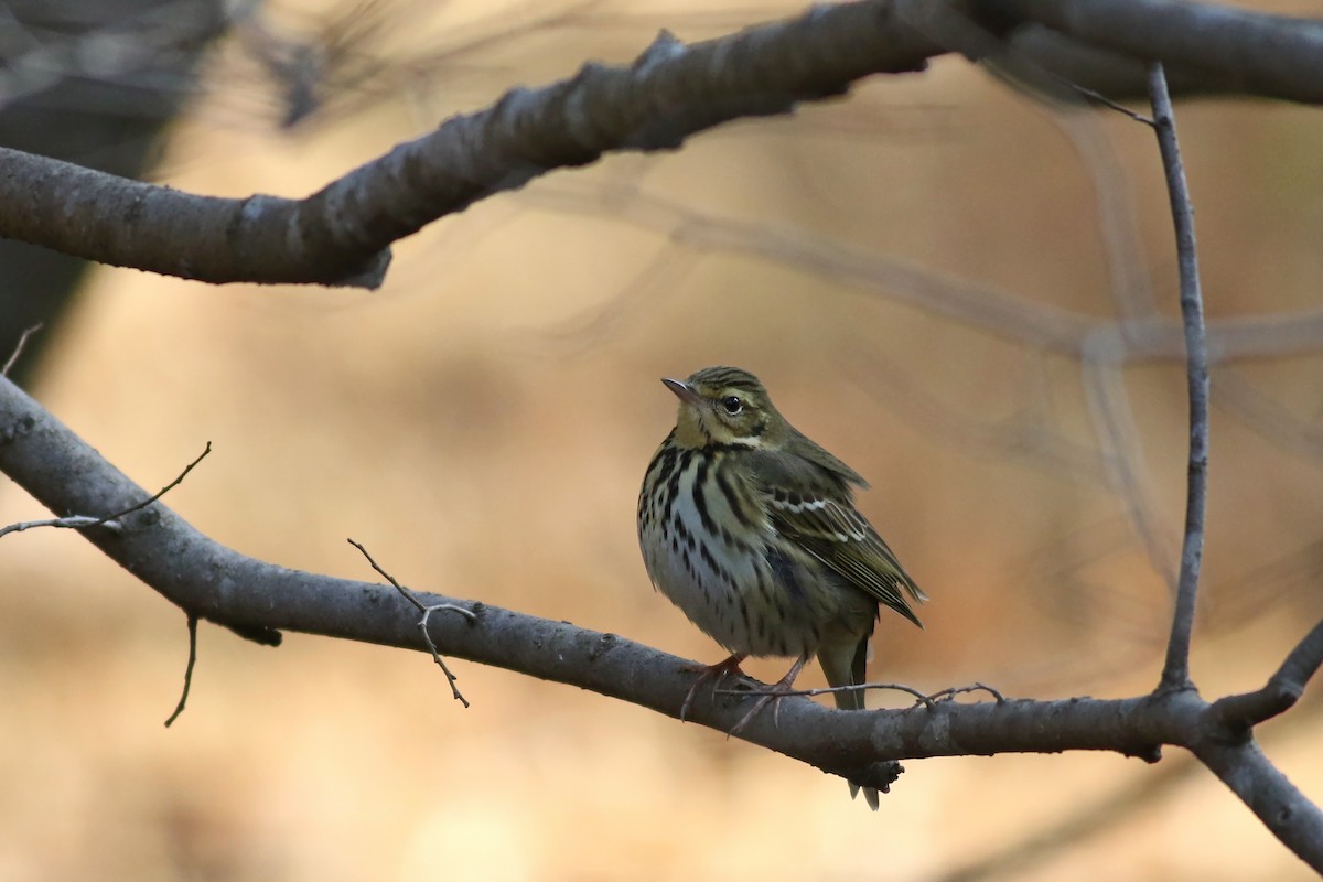 Olive-backed Pipit - ML104005761