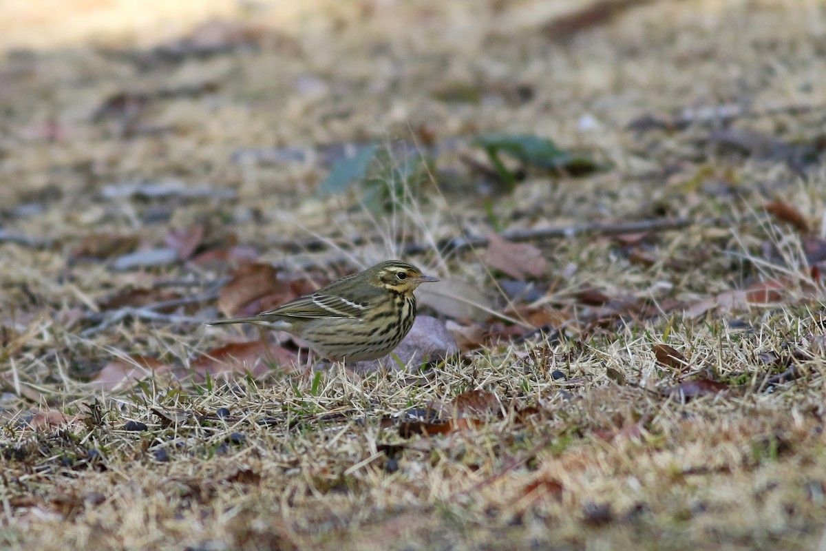 Olive-backed Pipit - ML104005771