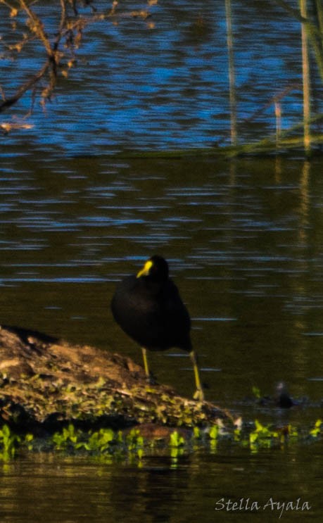 White-winged Coot - ML104006031