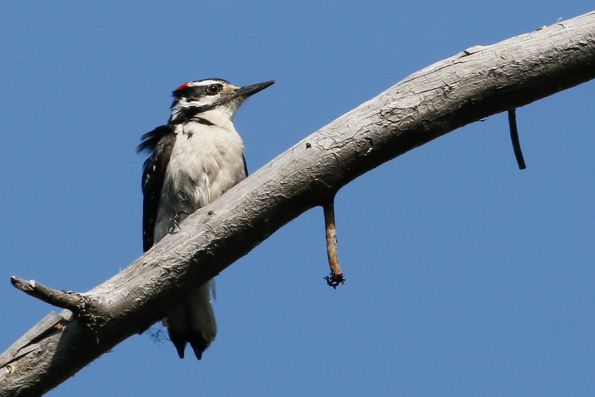 Hairy Woodpecker - Dan Ellison