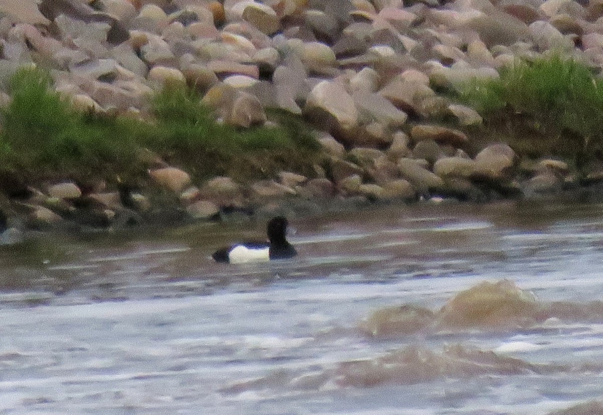 Tufted Duck - ML104008431