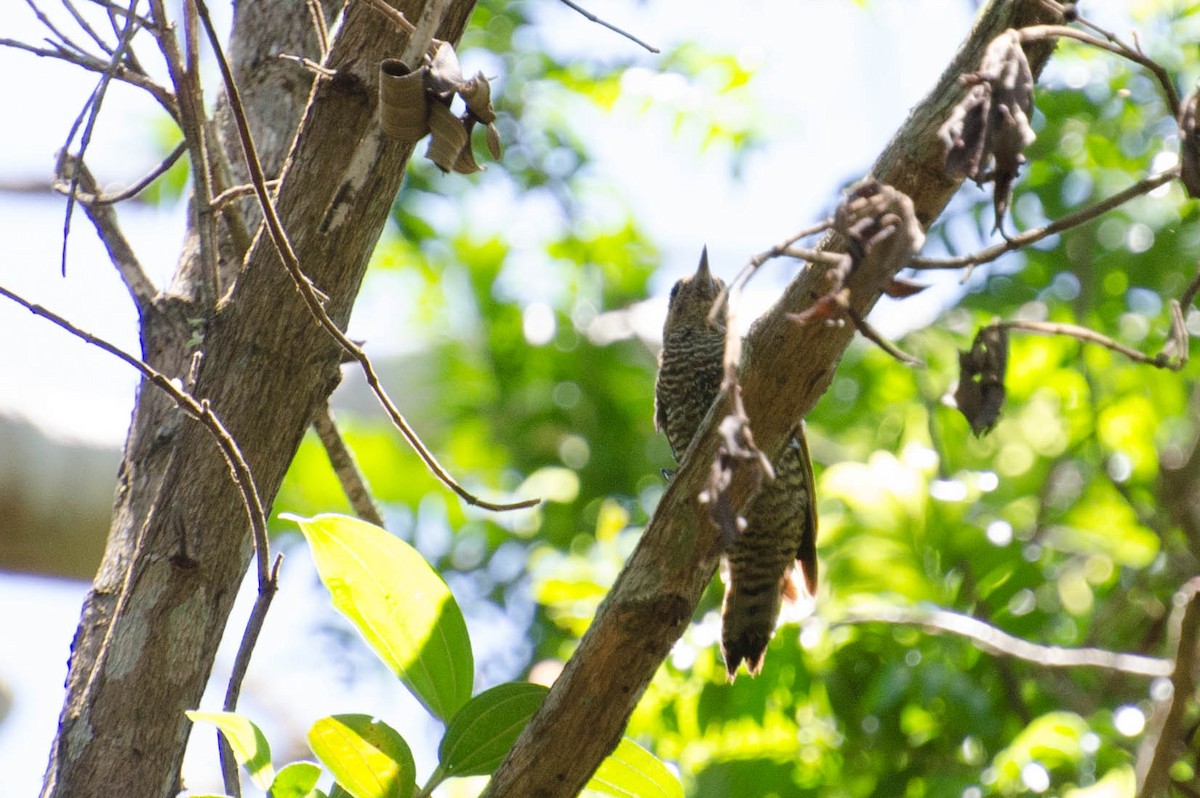 Yellow-eared Woodpecker - Marcos Eugênio Birding Guide