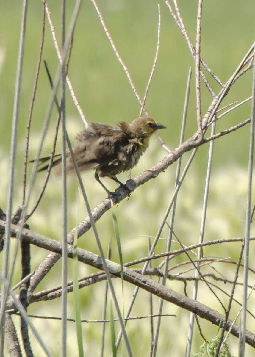 Yellow-headed Blackbird - ML104013191