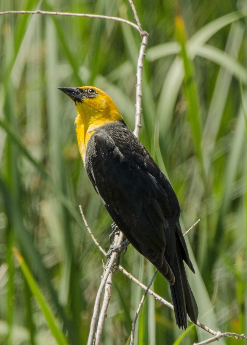 Yellow-headed Blackbird - ML104013251