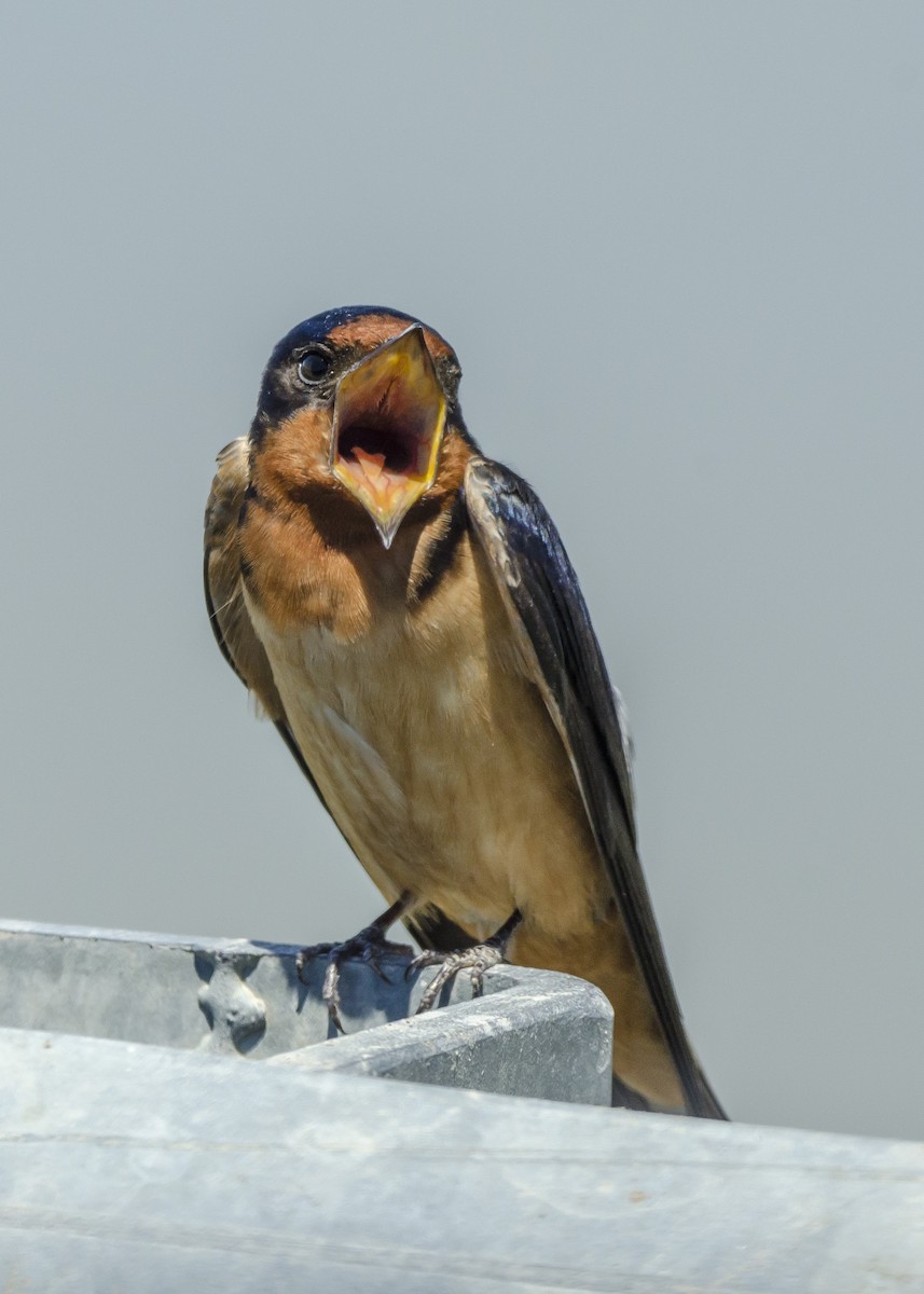 Barn Swallow - Ernest Rowley