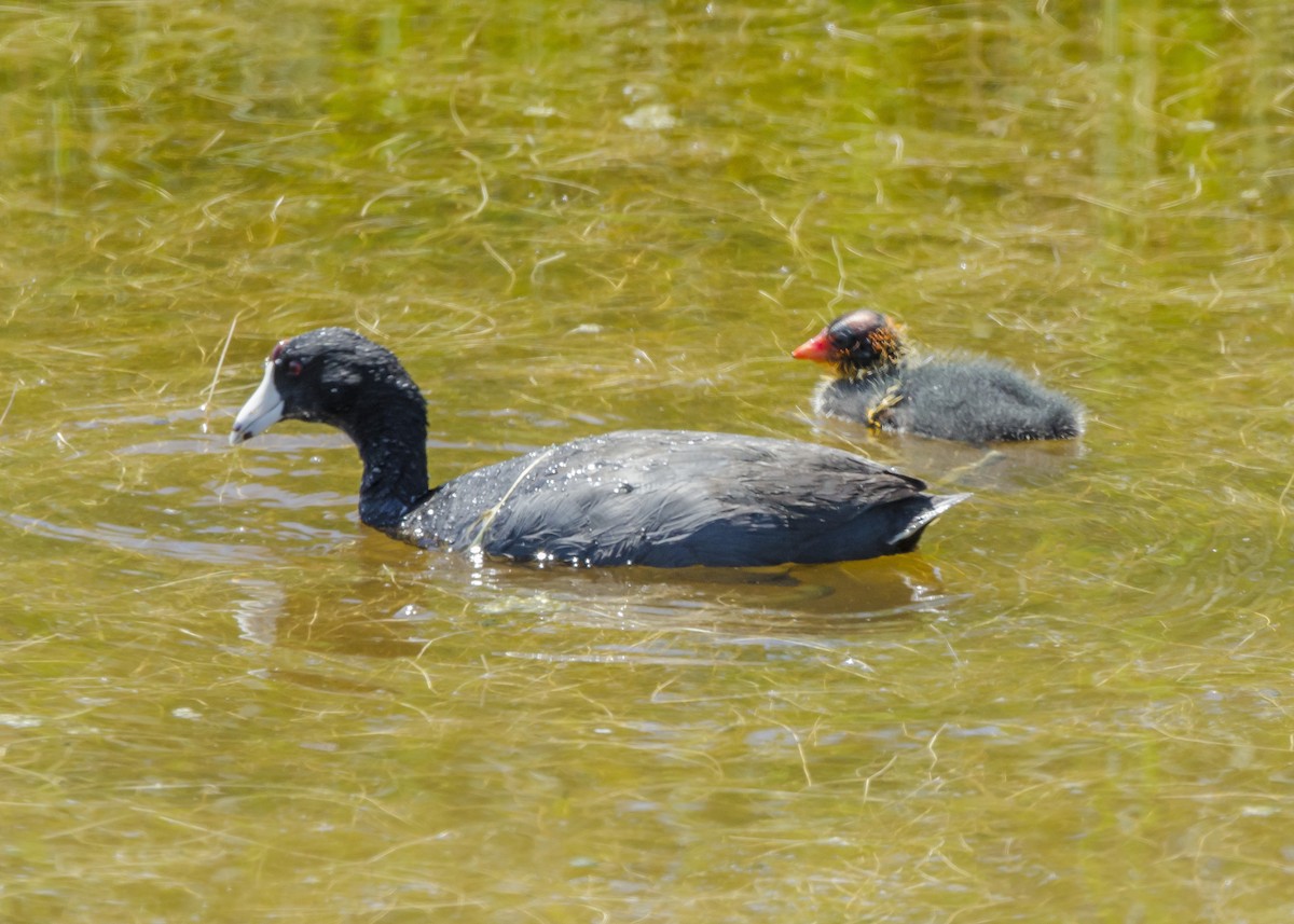 American Coot - Ernest Rowley