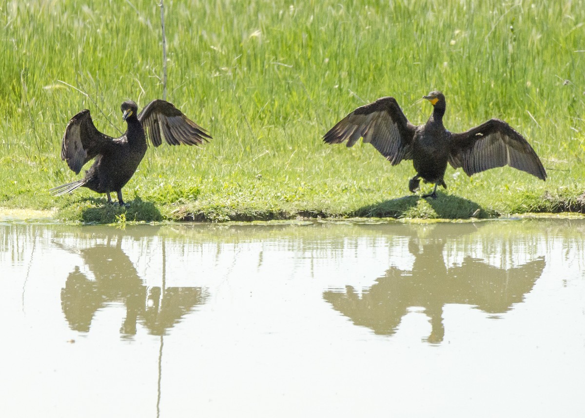 Double-crested Cormorant - Ernest Rowley