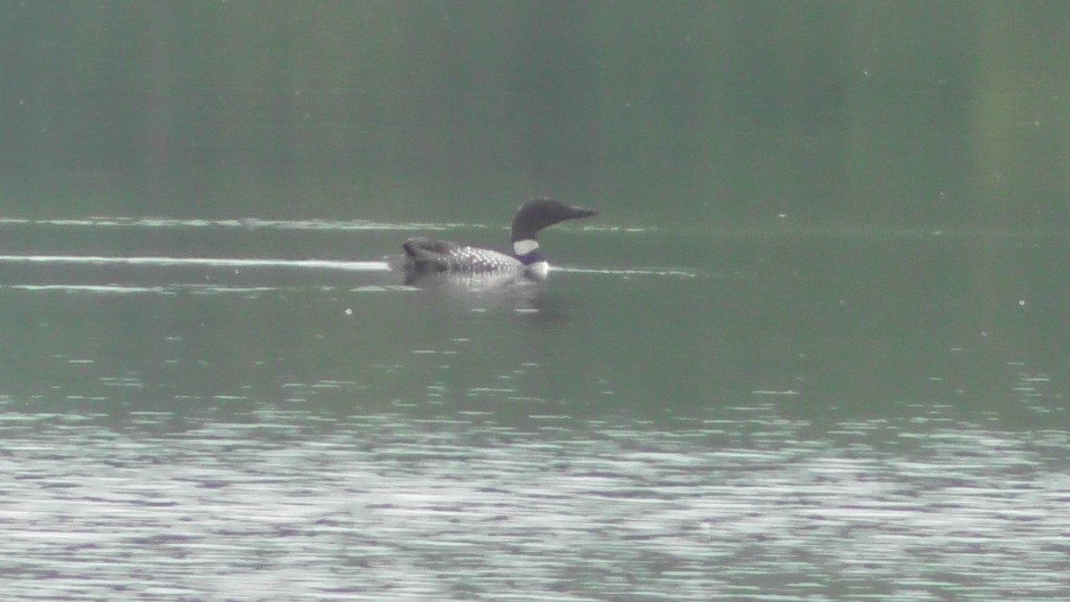 Common Loon - Laurie Reynolds