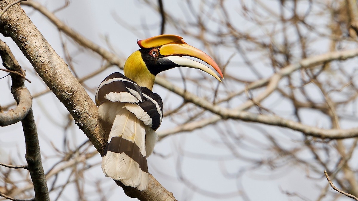 Great Hornbill - Snehasis Sinha