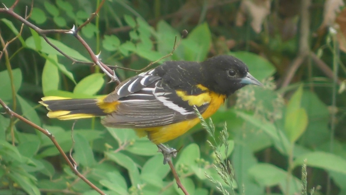 Baltimore Oriole - Laurie Reynolds