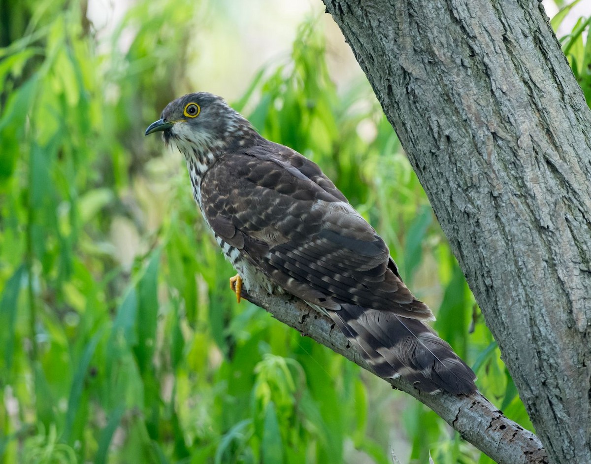Large Hawk-Cuckoo - Kai Pflug