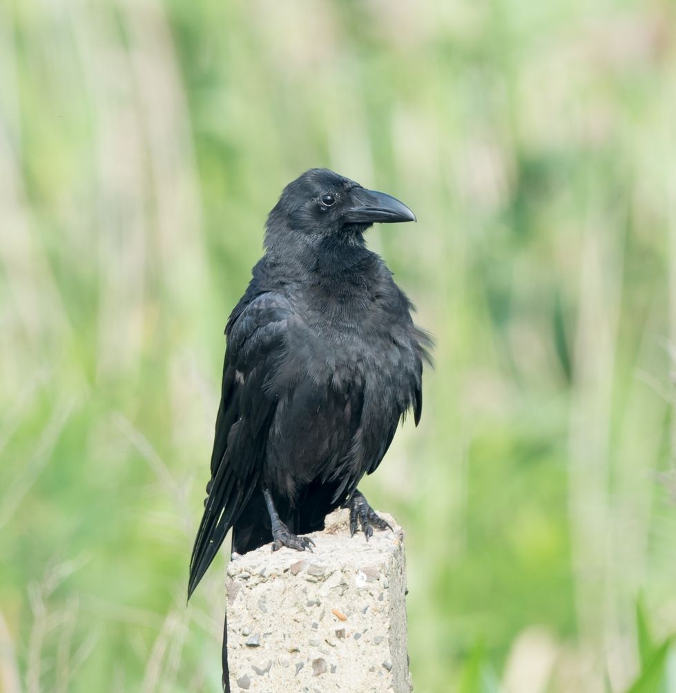 Large-billed Crow (Large-billed) - ML104020601
