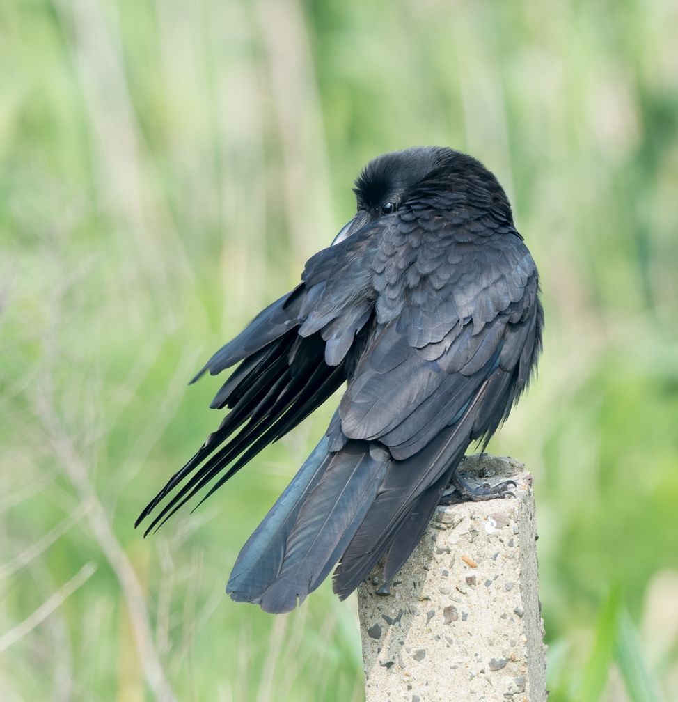 Large-billed Crow (Large-billed) - ML104020611