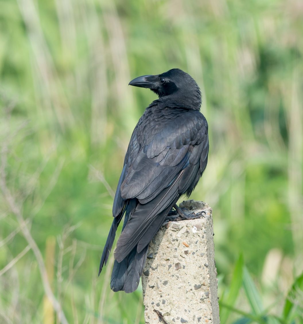Large-billed Crow (Large-billed) - ML104020621
