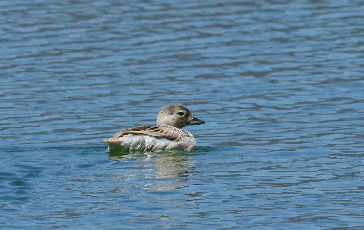 Long-tailed Duck - ML104021021