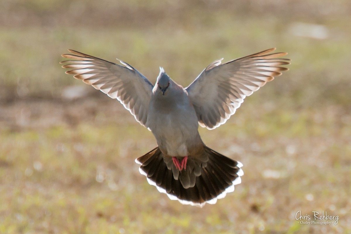 Crested Pigeon - Chris Rehberg  | Sydney Birding