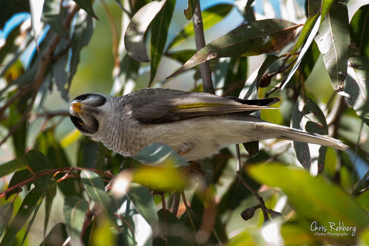 Noisy Miner - Chris Rehberg  | Sydney Birding