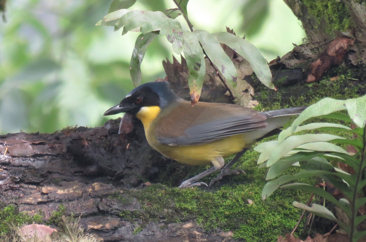 Blue-crowned Laughingthrush - ML104028871