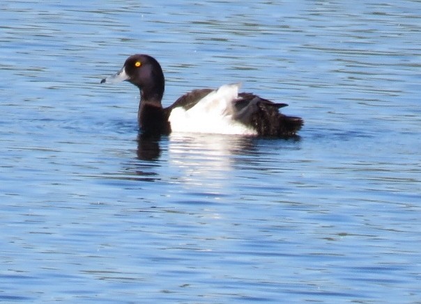 Tufted Duck - ML104029291