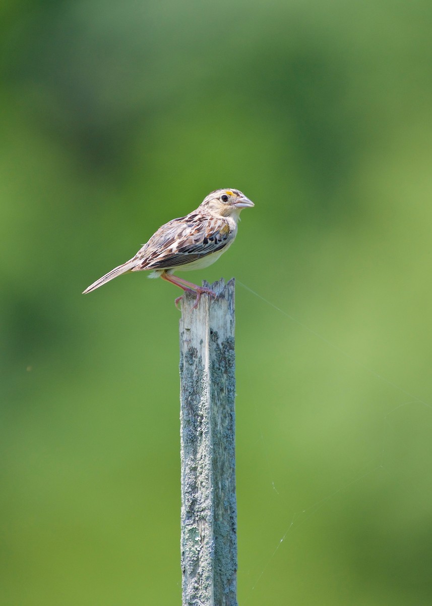 Grasshopper Sparrow - Jon Cefus