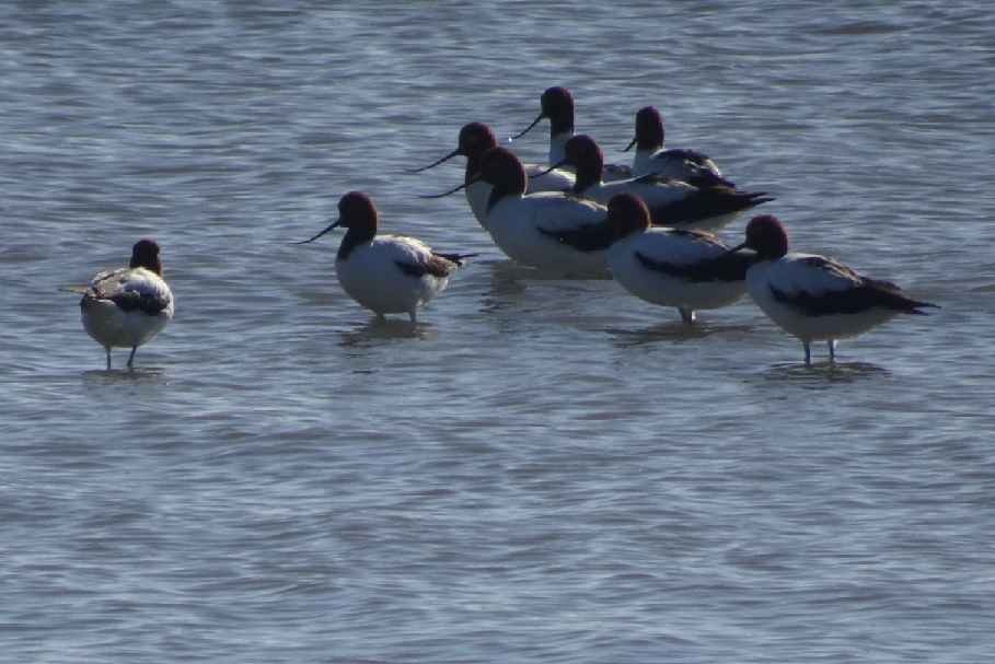 Red-necked Avocet - Norton Gill