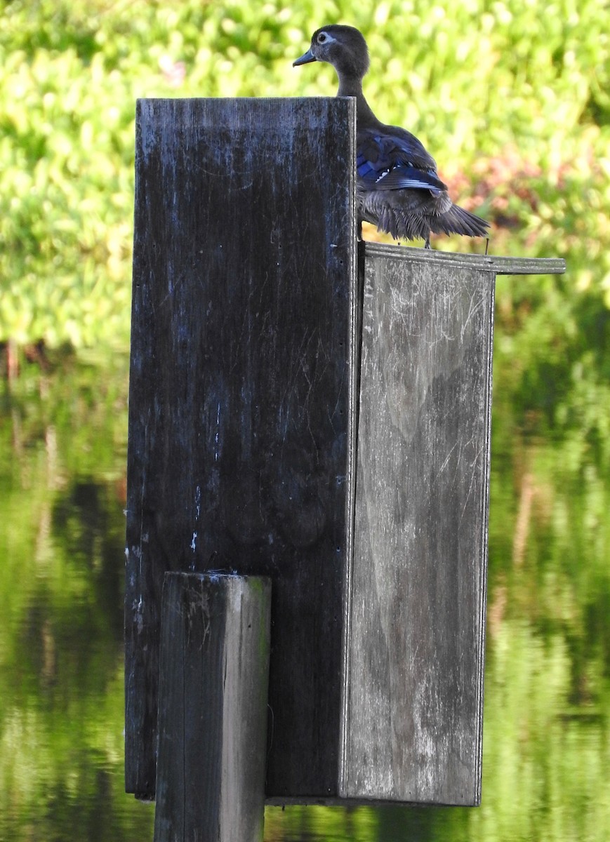 Wood Duck - Eric Haskell