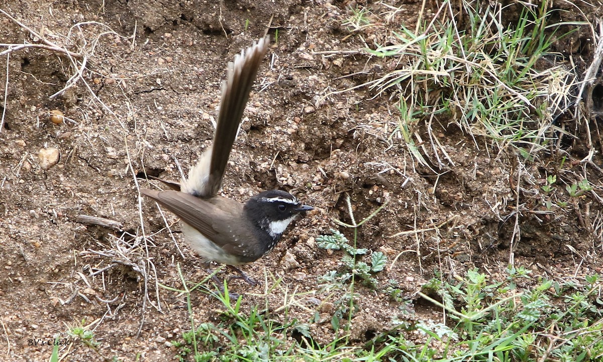 Spot-breasted Fantail - ML104036301