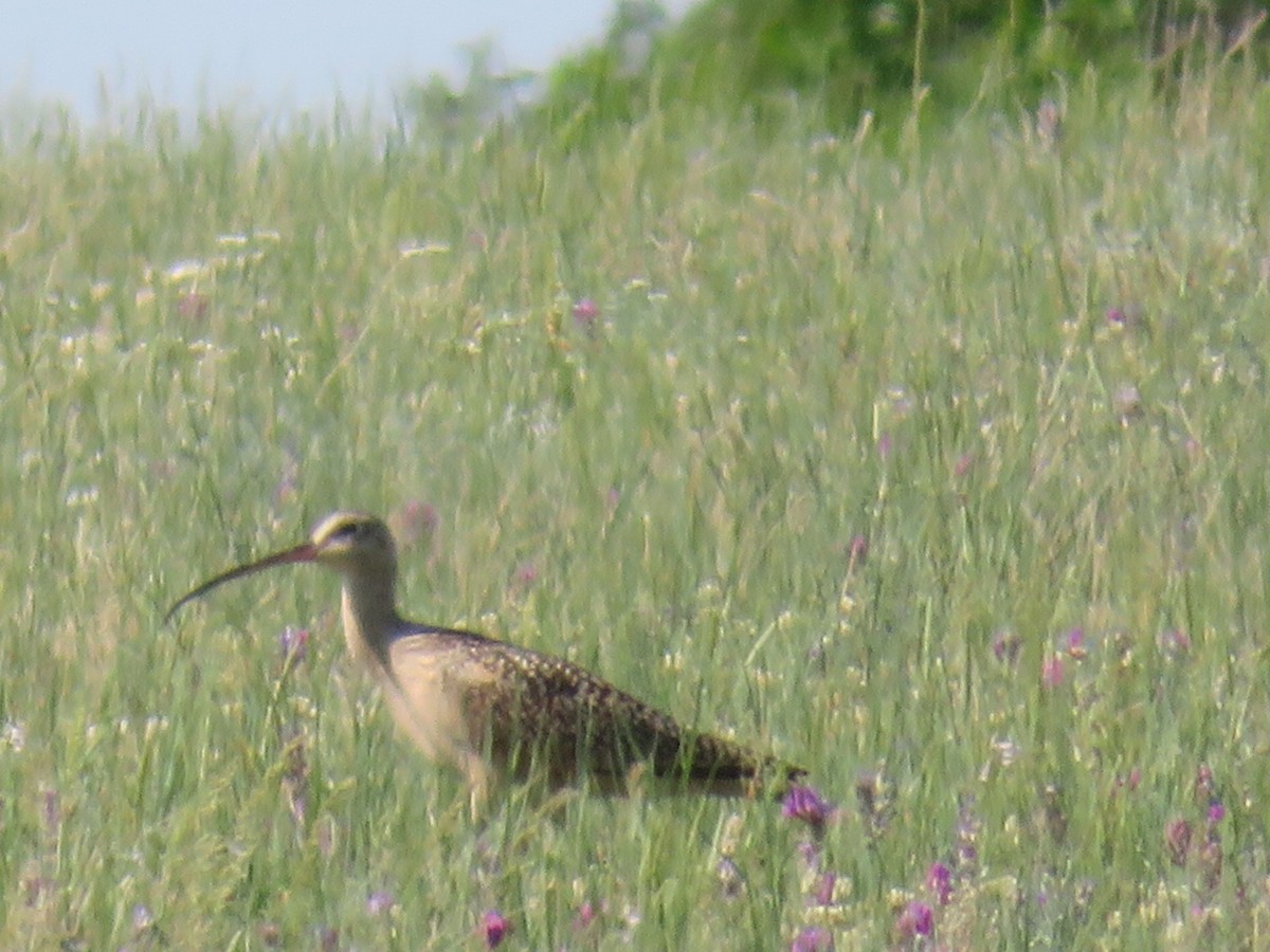 Long-billed Curlew - Penny M