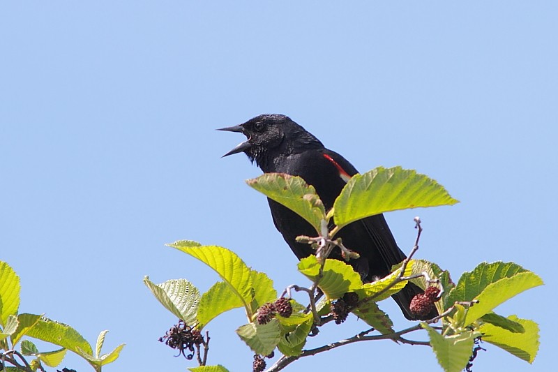 Red-winged Blackbird - Alain Deschamps