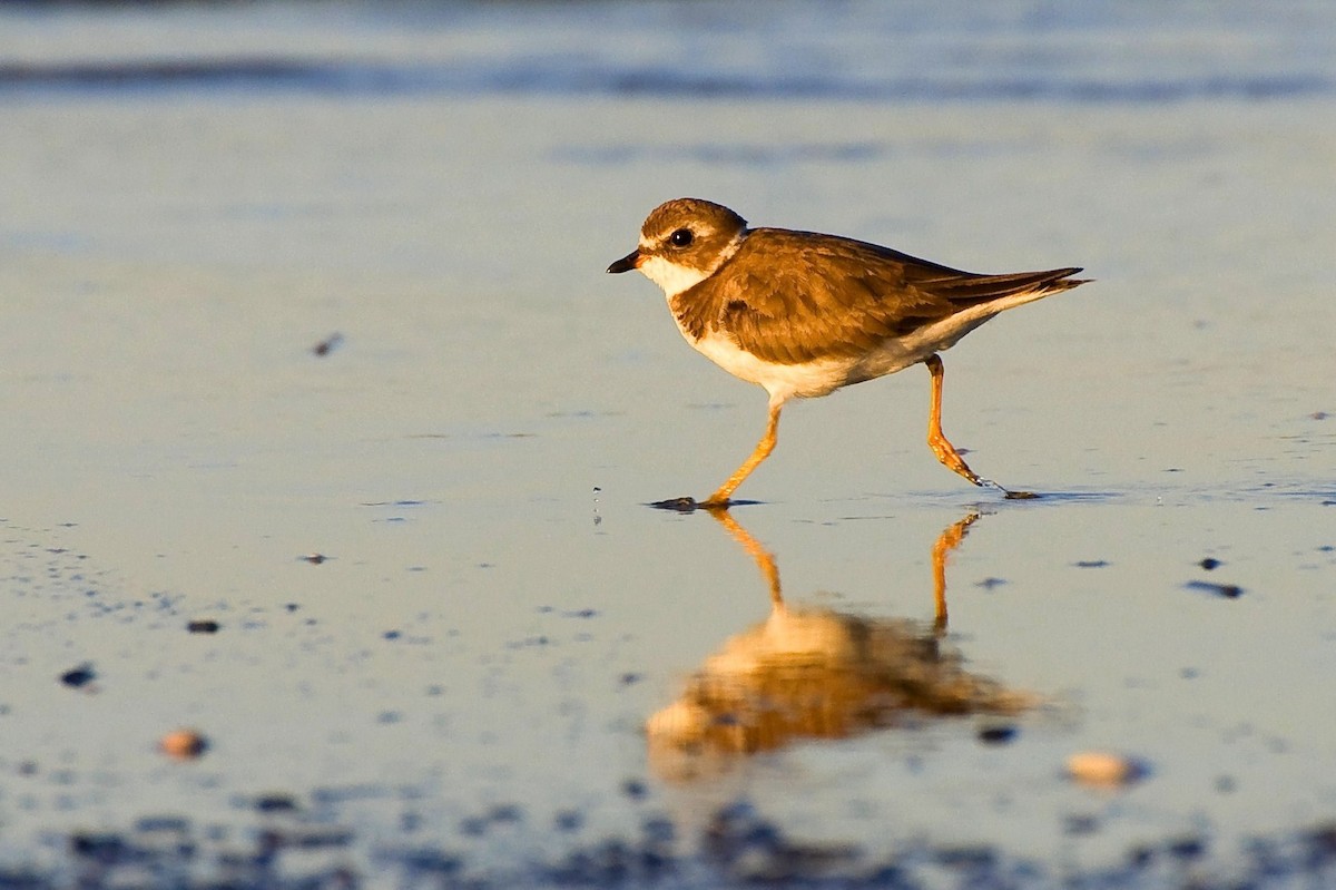 Semipalmated Plover - ML104039171