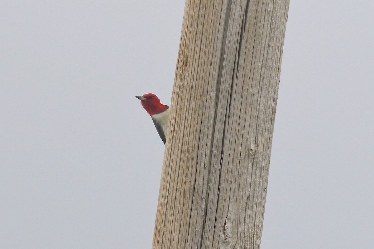 Red-headed Woodpecker - Tom Hince