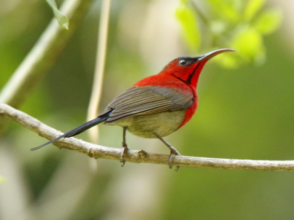 Crimson Sunbird - Subhadra Devi