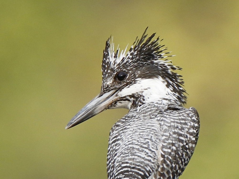 Crested Kingfisher - ML104041421