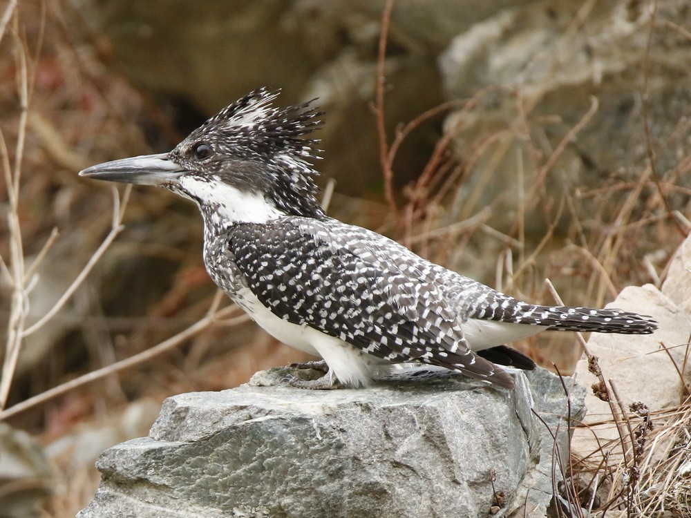 Crested Kingfisher - ML104041431