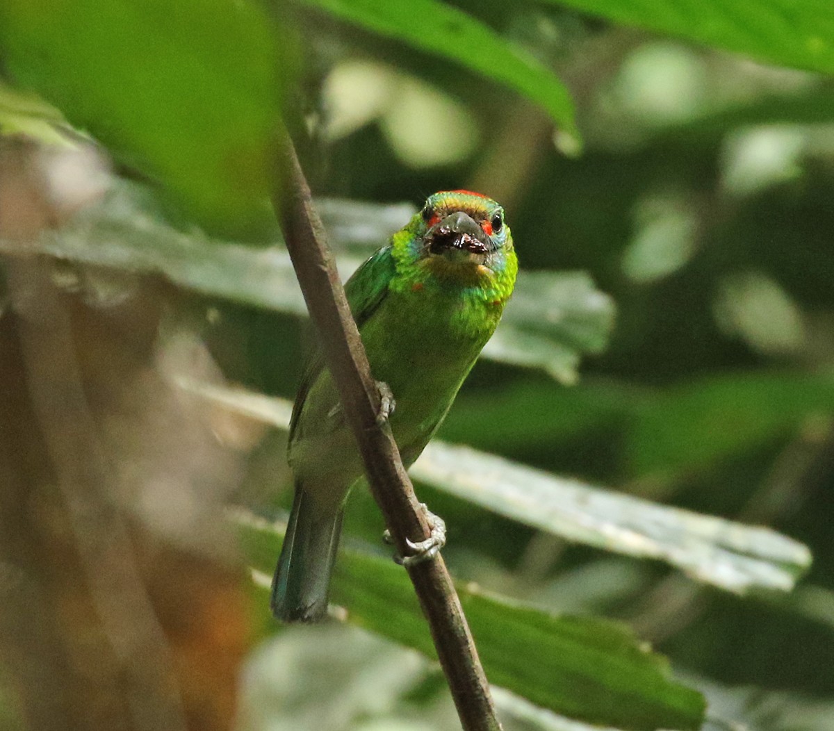 Red-throated Barbet - ML104042881