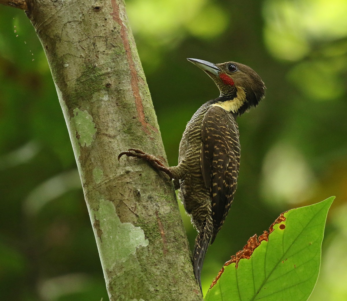 Buff-necked Woodpecker - Dave Bakewell
