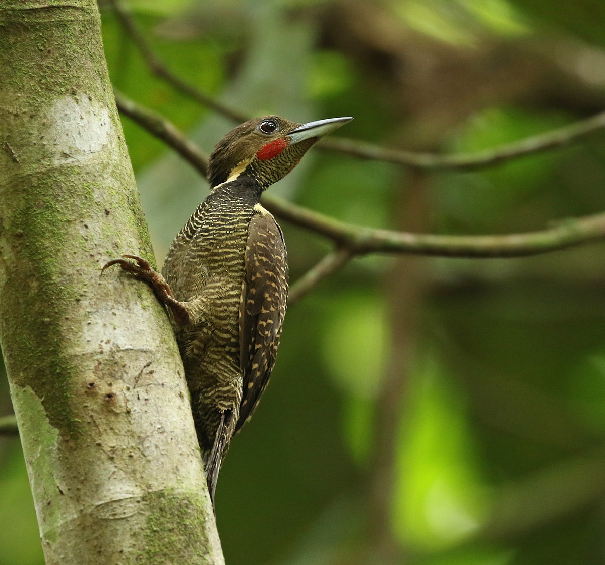 Buff-necked Woodpecker - ML104042911