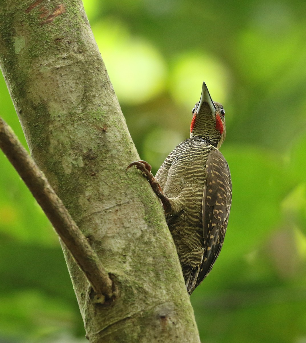 Buff-necked Woodpecker - ML104042921