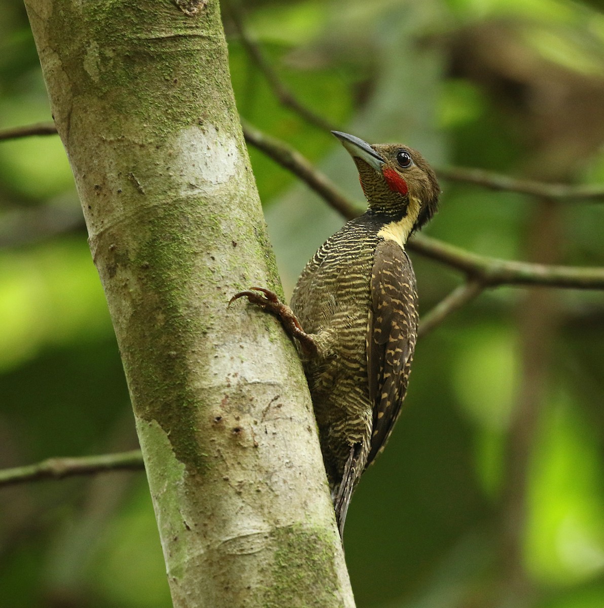 Buff-necked Woodpecker - Dave Bakewell