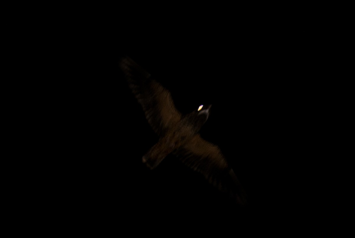 Short-tailed Nighthawk - ML104043121