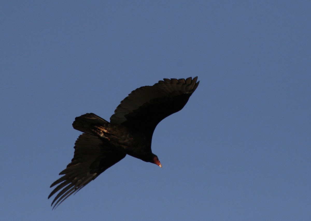 Turkey Vulture - ML104043141