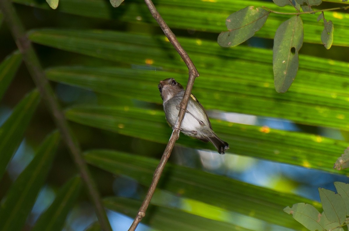 Fork-tailed Pygmy-Tyrant - Marcos Eugênio Birding Guide