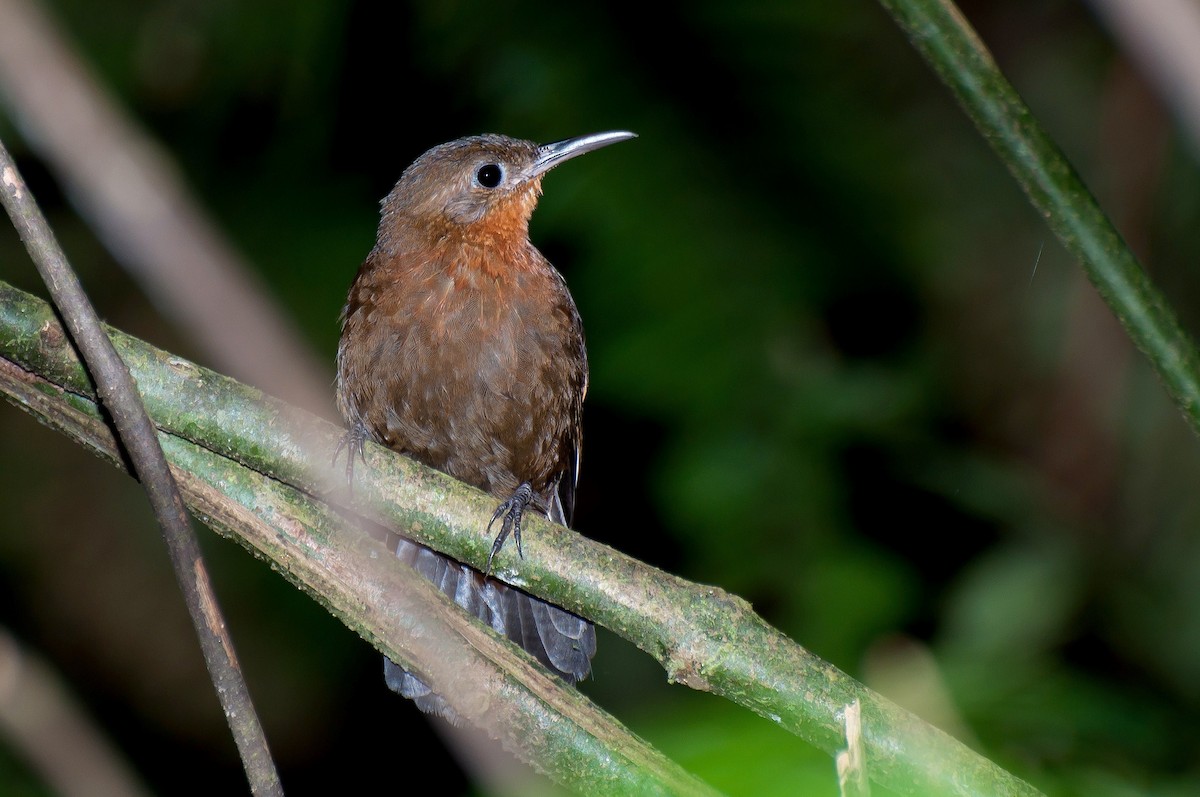 South American Leaftosser - Marcos Eugênio Birding Guide