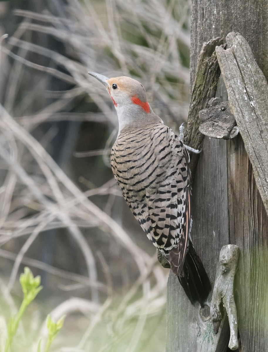 Northern Flicker (Yellow-shafted x Red-shafted) - ML104045621