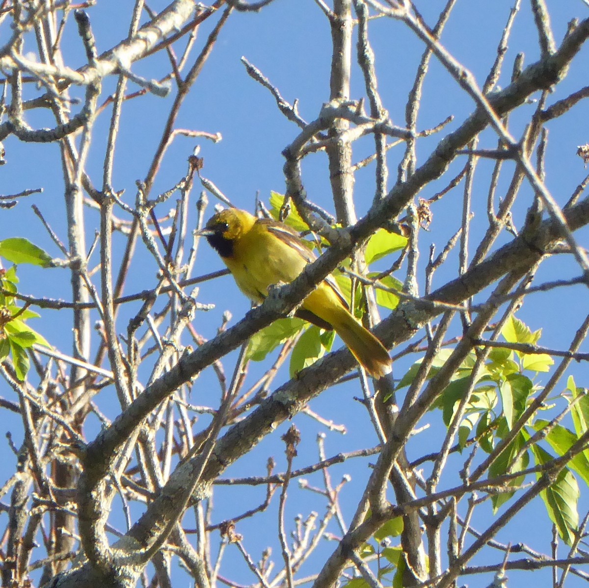 Orchard Oriole - ML104047601