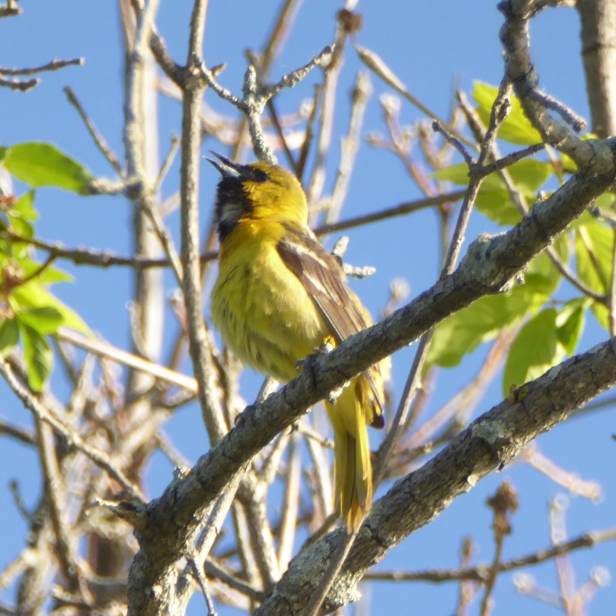 Orchard Oriole - ML104047611