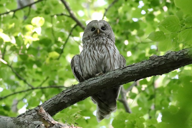 Ventral view (subspecies <em class="SciName notranslate">japonica</em>). - Ural Owl - 