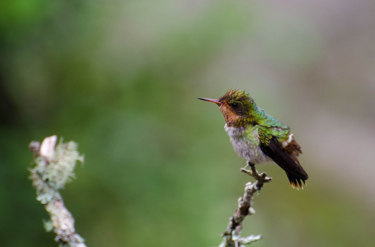 Frilled Coquette - ML104050351