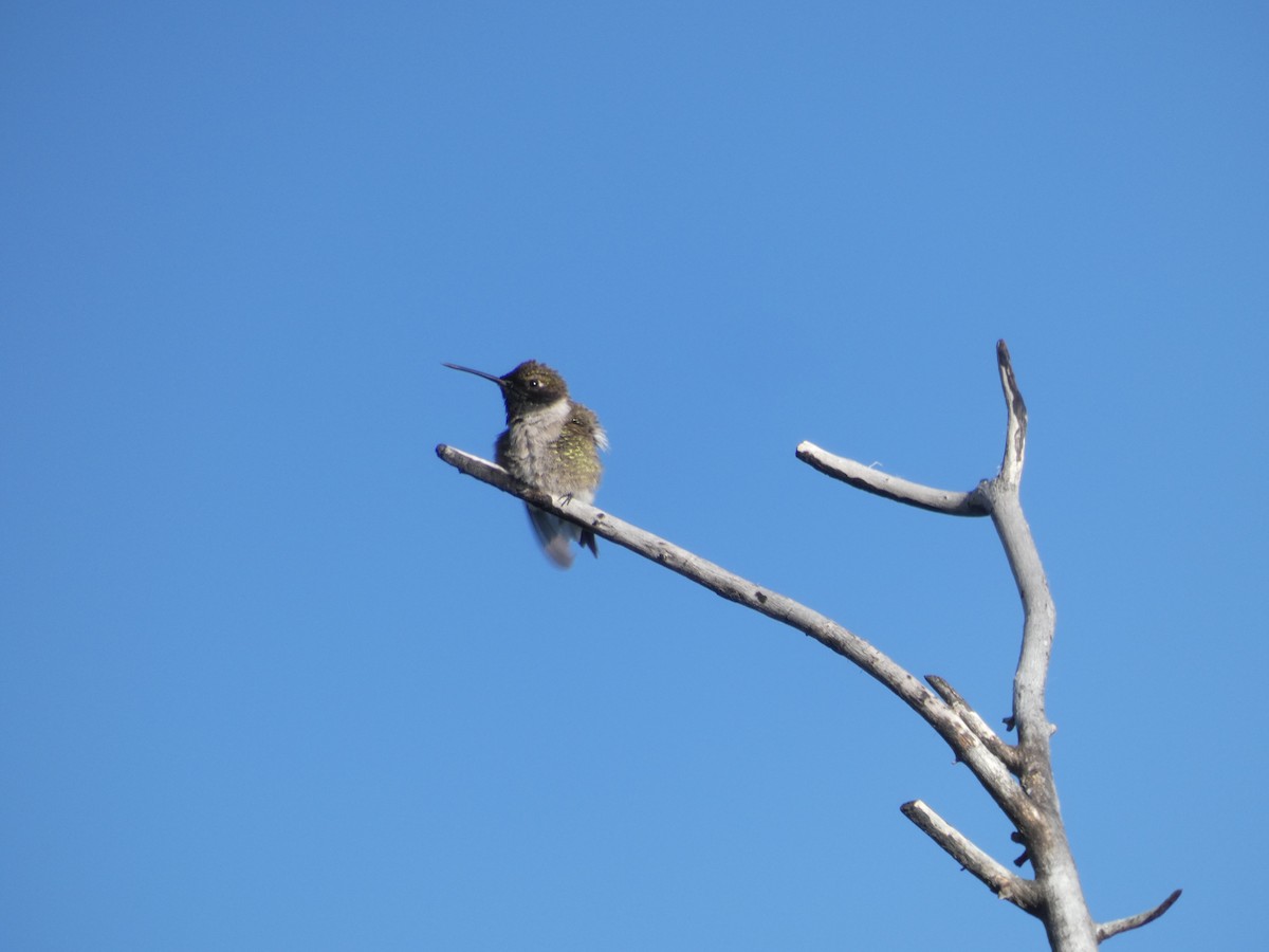 Black-chinned Hummingbird - ML104051341