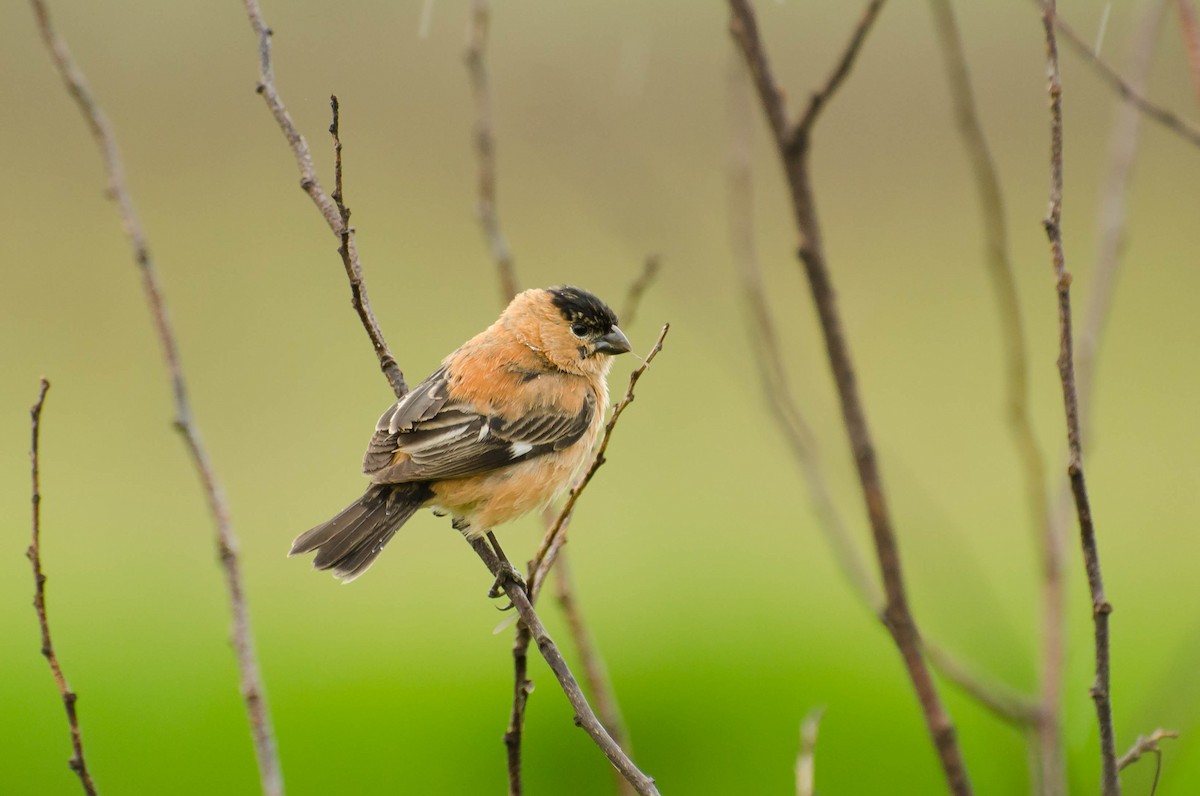 Copper Seedeater - ML104051561